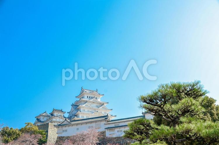 姫路城と桜 姫路城,花見,関西の写真素材