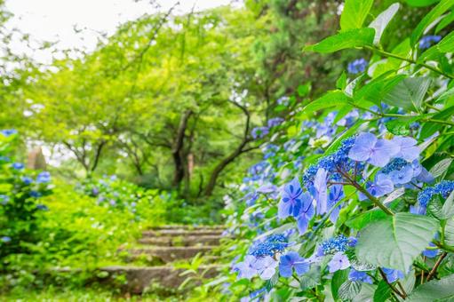 青い紫陽花と緑生い茂る木々と石の階段 青い紫陽花と緑生い茂る木々と石の階段 アジサイ,紫陽花,花の写真素材