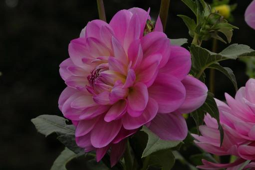 ピンクの可愛いダリア-7 ピンクの可愛いダリア-7 ダリア,花,秋の写真素材