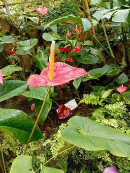 Photo, anthurium, ichikawa city zoo and botanical garden, ornamental botanical garden, 