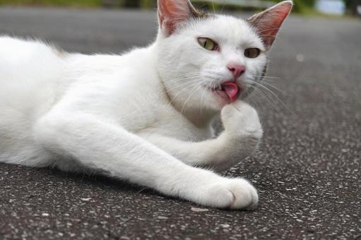 前足を舐めるシロキジ猫 前足を舐めるシロキジ猫 ネコ,保護猫,猫の写真素材