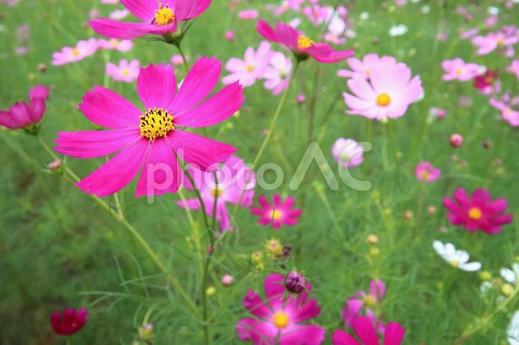 可憐に咲くコスモス コスモス,花,植物の写真素材