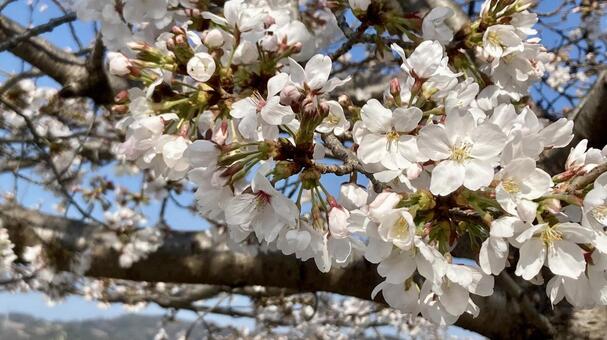 ソメイヨシノ 桜,さくら,サクラの写真素材