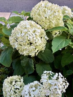 紫陽花(アジサイ) 紫陽花(アジサイ)の写真