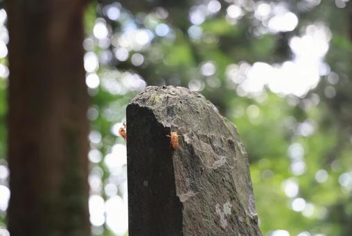 空蝉 セミの抜け殻,うつせみ,空蝉の写真素材