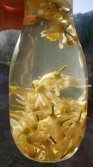 Photo, cordial, syrup, handmade syrup, 
