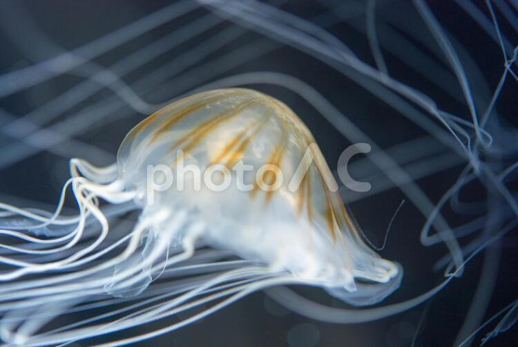 ゆっくりゆったり漂うクラゲ２ あお,うみ,およぐの写真素材