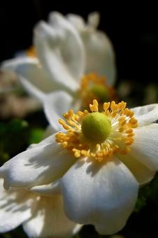 シュウメイギク シュウメイギク 秋明菊,貴船菊,秋の写真素材