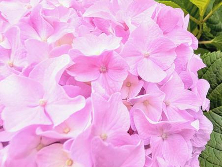 紫陽花 ピンク 紫陽花 ピンク 紫陽花,あじさい,花の写真素材