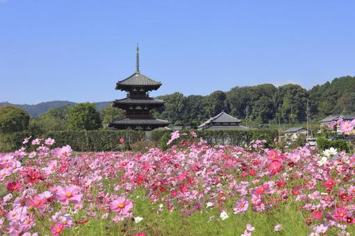 法起寺 コスモス 秋 法起寺 コスモス 秋 法起寺,コスモス畑,斑鳩の写真素材