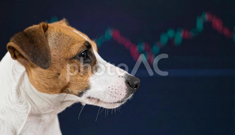 チャートと真剣な表情の犬 犬,動物,ペットの写真素材