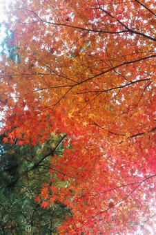 可憐な紅葉の自然風景 可憐な紅葉の自然風景の写真