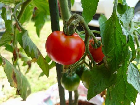 ベランダ菜園で育ったプチトマト(無農薬) ベランダ菜園で育ったプチトマト(無農薬)の写真