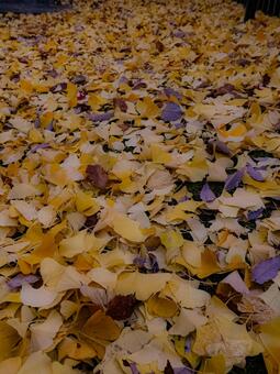 落ち葉の黄色いじゅうたん 秋,イチョウ,景色の写真素材