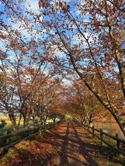 紅葉の桜並木 紅葉,秋,桜並木の写真素材