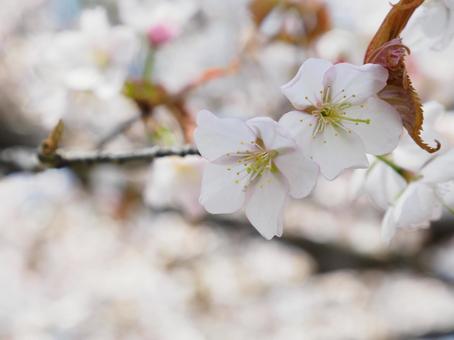 桜が咲いている 桜が咲いているの写真