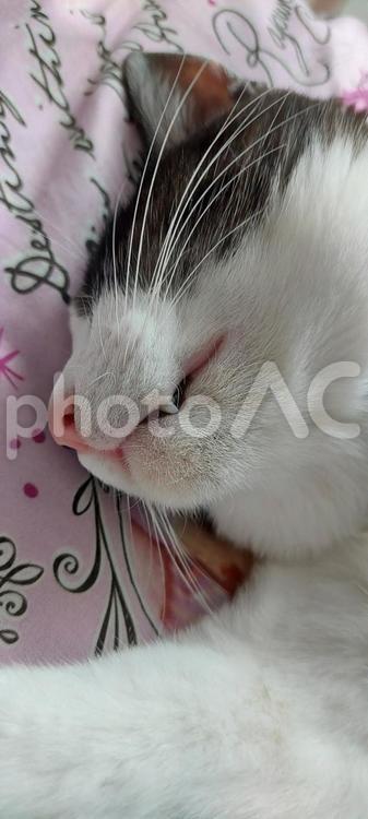 はちわれ はちわれ,ねこ,かわいいの写真素材