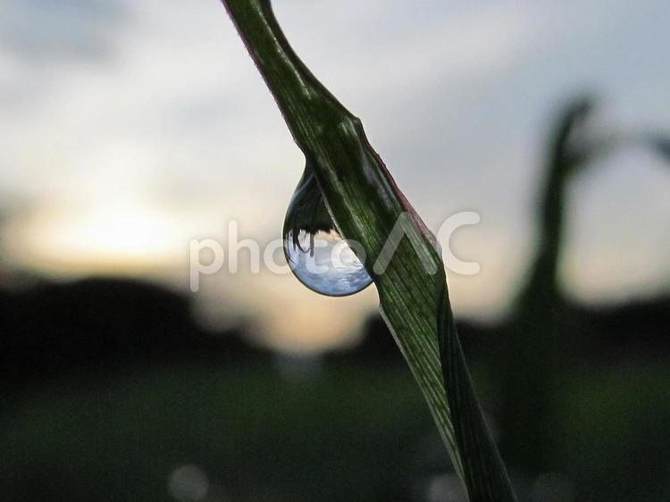 水滴と緑の葉と朝日Water drops 水滴,すいてき,waterの写真素材