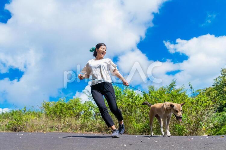 晴れた日の犬の散歩 犬,散歩,女性の写真素材