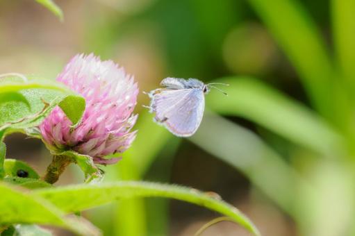 Photo, butterfly, short-tailed blue, insect, 
