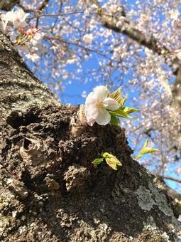 さくら0406 さくら0406 さくら,春,あおぞらの写真素材