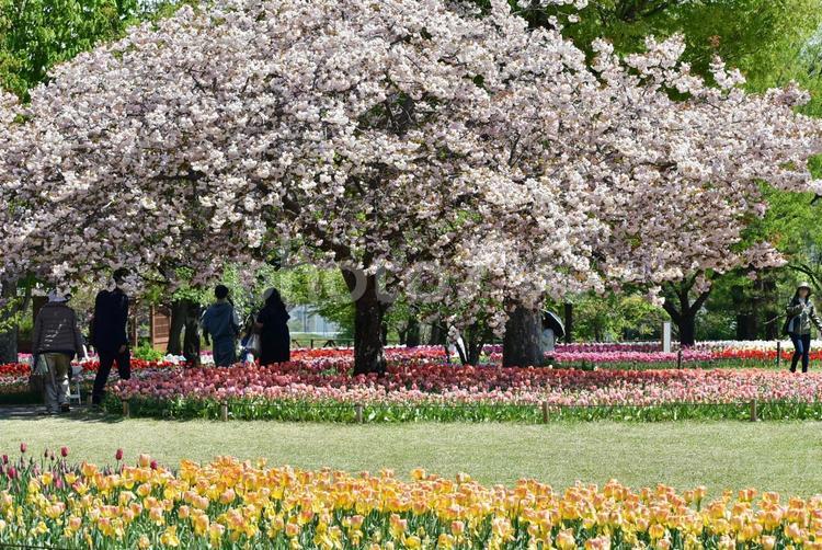 長野のチューリップと桜　満開　鮮やか チューリップ,チューリップ畑,絶景の写真素材