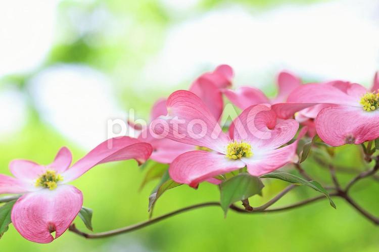 ハナミズキ　花水木のかわいいピンクの花 ハナミズキ,花水木,満開の写真素材