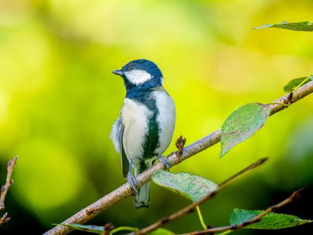 枝にとまるシジュウカラ 枝にとまるシジュウカラ シジュウカラ,野鳥,鳥の写真素材
