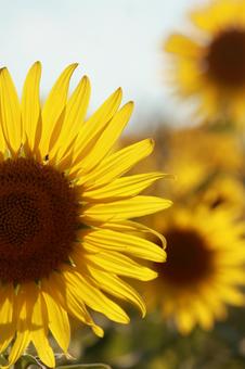 ひまわり ひまわり,ヒマワリ,向日葵の写真素材