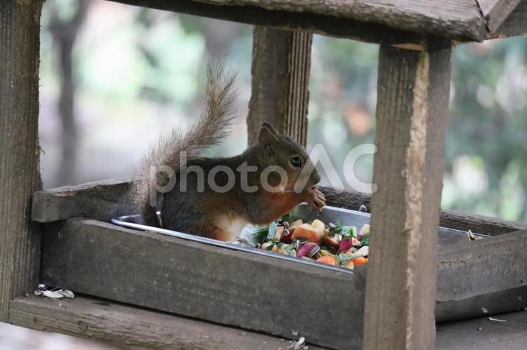 エサ皿でモグモグ食べるニホンリス ニホンリス,リス,動物の写真素材