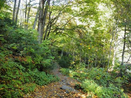 山道４２の写真