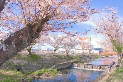 [愛知県]丹羽郡大口町の五条川の桜並木 桜,桜並木,菜の花の写真素材