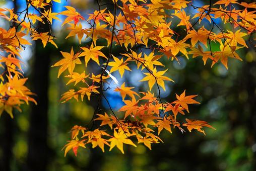 紅葉 紅葉,もみじ,秋の写真素材