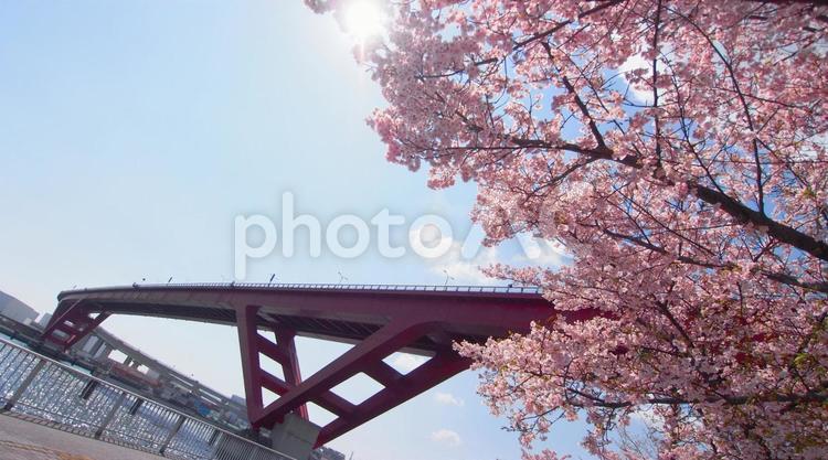 灘浜緑地の河津桜とハーバーハイウェイ 河津桜,春,春先の写真素材