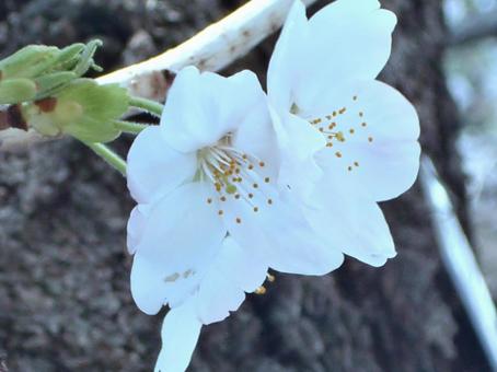 さくらのボケ背景-6 さくらのボケ背景-6 背景,ボケ,さくらの写真素材