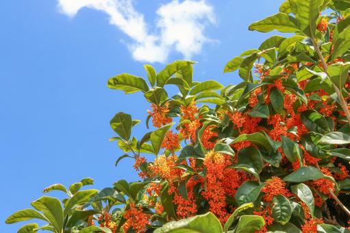 キンモクセイの写真