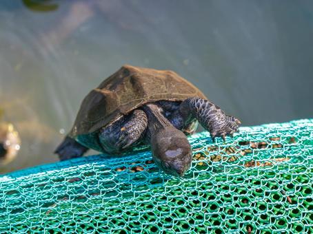 網をのぼるクサガメ 網をのぼるクサガメ クサガメ,かめ,亀の写真素材