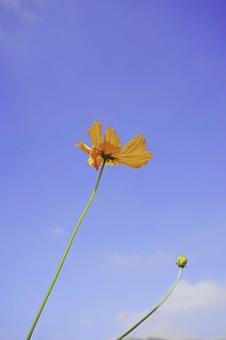 初秋に咲くキバナコスモスの写真