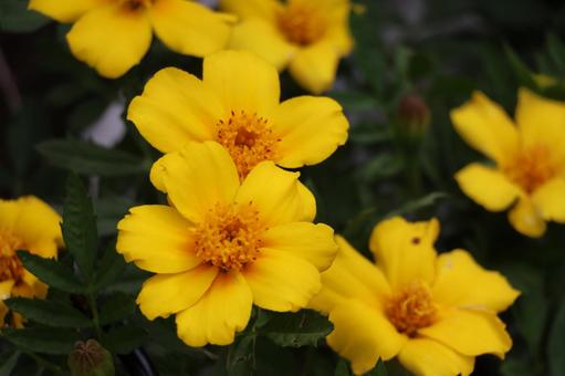 Photo, flower bed, bloom, yellow, 
