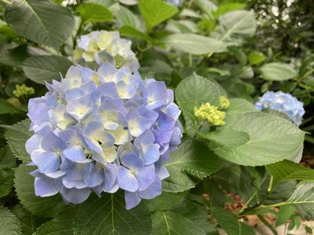 Hydrangea (blue) 8, JPG