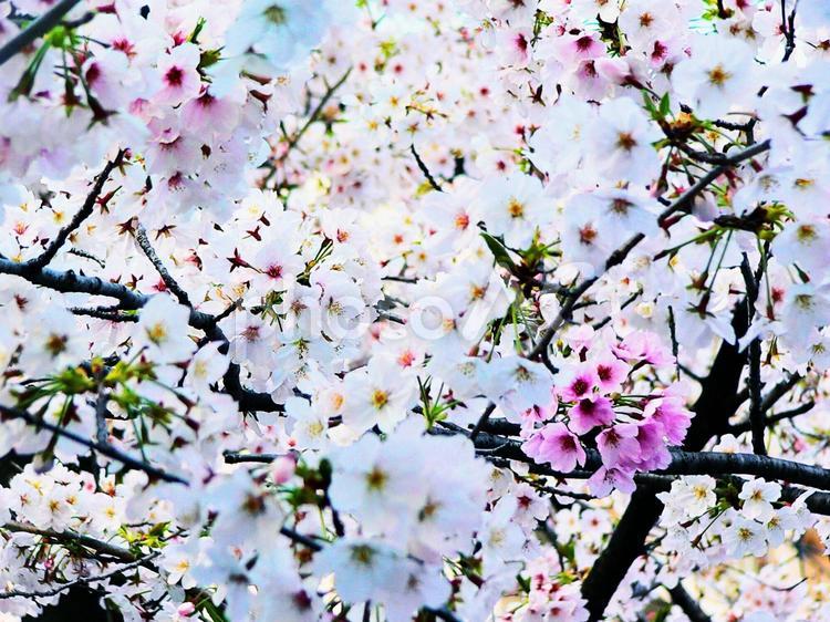 一部だけ濃いピンクの桜 桜,花,春の写真素材