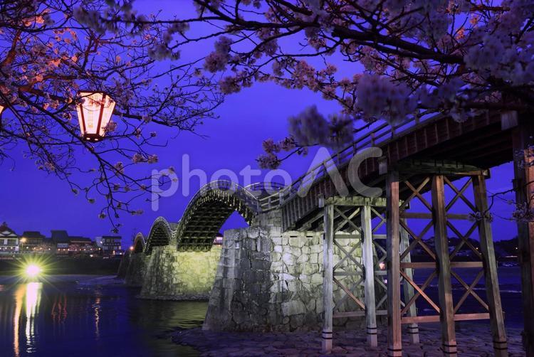岩国　錦帯橋と桜 錦帯橋,桜,さくらの写真素材
