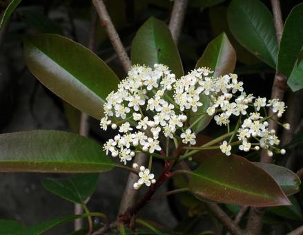 カナメモチの写真