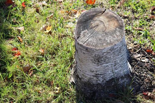 切り株 木,樹木,植物の写真素材
