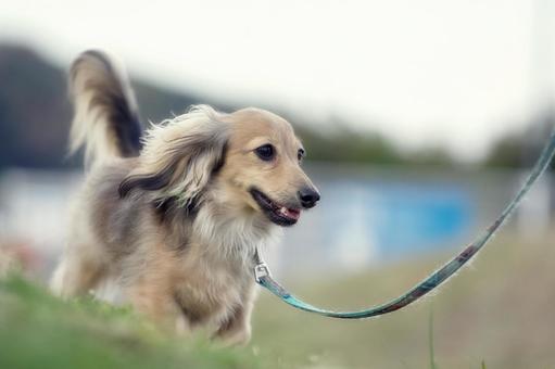 ワンコのポートレート 犬,カニンヘン,カニンヘンダックスフンドの写真素材