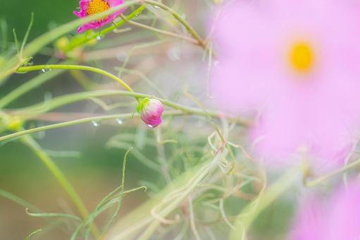 初秋　コスモスのアップ６の写真