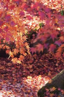 落葉に染まる水面 紅葉,モミジ,落葉の写真素材