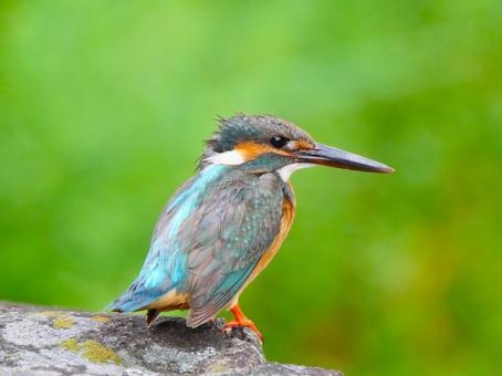 カワセミ.1 カワセミ,野鳥,鳥の写真素材