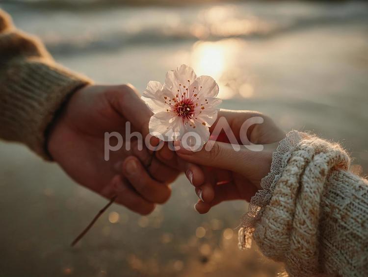 夕焼けのビーチで花束を渡す手 手,花束,デイジーの写真素材