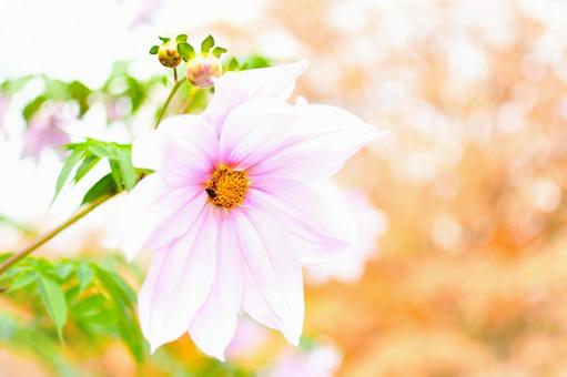 皇帝ダリア かわいい,美しい,卒業の写真素材